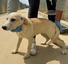 RASTA, Hund, Mischlingshund in Italien - Bild 5