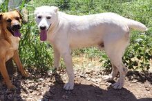 JUAN, Hund, Maremmano-Mix in Italien - Bild 10