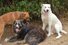 JUAN, Hund, Maremmano-Mix in Italien - Bild 18