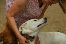 JUAN, Hund, Maremmano-Mix in Italien - Bild 19