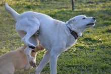 JUAN, Hund, Maremmano-Mix in Italien - Bild 2