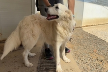 FIORENZA, Hund, Maremmano-Mix in Italien - Bild 10