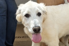 FIORENZA, Hund, Maremmano-Mix in Italien - Bild 11