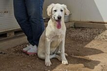 FIORENZA, Hund, Maremmano-Mix in Italien - Bild 13
