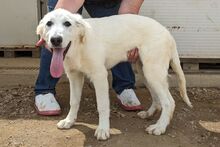 FIORENZA, Hund, Maremmano-Mix in Italien - Bild 14