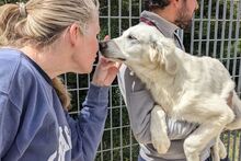 FIORENZA, Hund, Maremmano-Mix in Italien - Bild 15