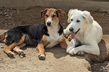 FIORENZA, Hund, Maremmano-Mix in Italien - Bild 16