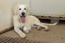 FIORENZA, Hund, Maremmano-Mix in Italien - Bild 18