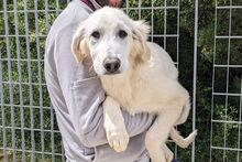 FIORENZA, Hund, Maremmano-Mix in Italien - Bild 2