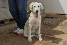 FIORENZA, Hund, Maremmano-Mix in Italien - Bild 3