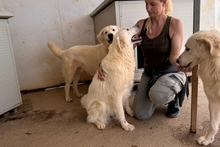 FIORENZA, Hund, Maremmano-Mix in Italien - Bild 9