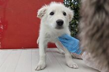 GIGIABIANCA, Hund, Maremmano-Mix in Italien - Bild 12