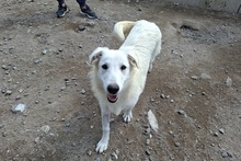 GIGIABIANCA, Hund, Maremmano-Mix in Italien - Bild 16