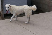 GIGIABIANCA, Hund, Maremmano-Mix in Italien - Bild 17