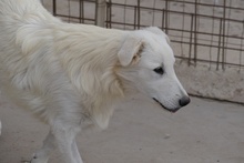 GIGIABIANCA, Hund, Maremmano-Mix in Italien - Bild 18