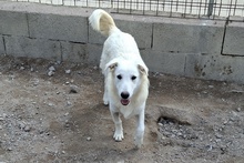 GIGIABIANCA, Hund, Maremmano-Mix in Italien - Bild 19