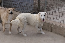GIGIABIANCA, Hund, Maremmano-Mix in Italien - Bild 20