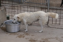 GIGIABIANCA, Hund, Maremmano-Mix in Italien - Bild 22