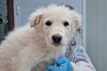 GIGIABIANCA, Hund, Maremmano-Mix in Italien - Bild 23
