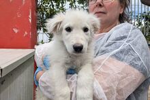 GIGIABIANCA, Hund, Maremmano-Mix in Italien - Bild 24