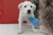 GIGIABIANCA, Hund, Maremmano-Mix in Italien - Bild 25