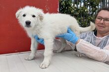 GIGIABIANCA, Hund, Maremmano-Mix in Italien - Bild 26