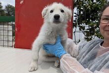 GIGIABIANCA, Hund, Maremmano-Mix in Italien - Bild 27