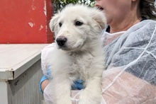 GIGIABIANCA, Hund, Maremmano-Mix in Italien - Bild 28