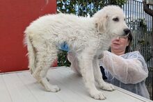 GIGIO, Hund, Maremmano-Mix in Italien - Bild 11