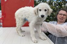 GIGIO, Hund, Maremmano-Mix in Italien - Bild 13