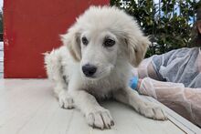 GIGIO, Hund, Maremmano-Mix in Italien - Bild 14