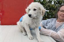 GIGIO, Hund, Maremmano-Mix in Italien - Bild 15