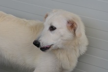 GIGIO, Hund, Maremmano-Mix in Italien - Bild 16