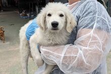 GIGIO, Hund, Maremmano-Mix in Italien - Bild 17