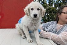 GIGIO, Hund, Maremmano-Mix in Italien - Bild 18