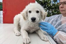 GIGIO, Hund, Maremmano-Mix in Italien - Bild 19