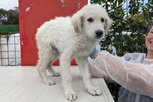 GIGIO, Hund, Maremmano-Mix in Italien - Bild 21