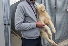 GUENDA, Hund, Maremmano-Mix in Italien - Bild 15