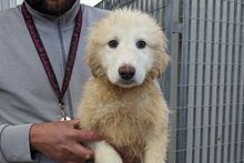 GUENDA, Hund, Maremmano-Mix in Italien - Bild 18