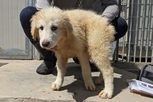 GUENDA, Hund, Maremmano-Mix in Italien - Bild 19