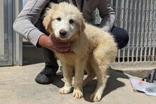 GUENDA, Hund, Maremmano-Mix in Italien - Bild 20