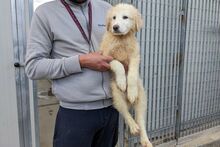 GUENDA, Hund, Maremmano-Mix in Italien - Bild 21