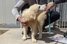 GUENDA, Hund, Maremmano-Mix in Italien - Bild 22