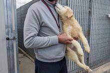 GUENDA, Hund, Maremmano-Mix in Italien - Bild 23