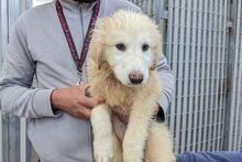 GUENDA, Hund, Maremmano-Mix in Italien - Bild 24