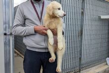GUENDA, Hund, Maremmano-Mix in Italien - Bild 25
