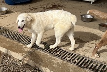 GUENDA, Hund, Maremmano-Mix in Italien - Bild 3