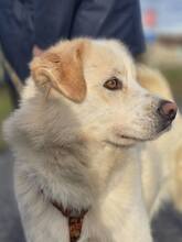 JONSNOW, Hund, Samojede-Labrador-Mix in Kroatien