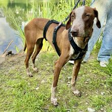 SAMBA, Hund, Podenco Canario in Freudenberg - Bild 1