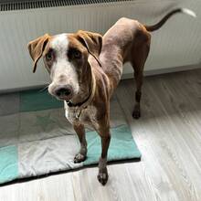 SAMBA, Hund, Podenco Canario in Freudenberg - Bild 3